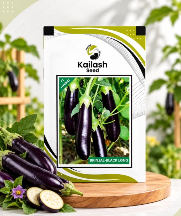 Brinjal Black Long